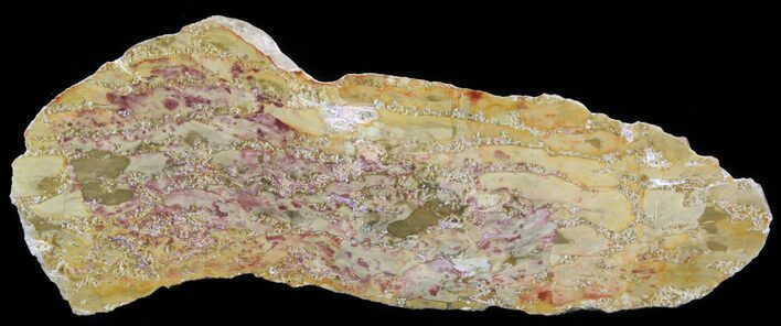 Jurassic Petrified Wood (Pentoxylon) - Australia #42076